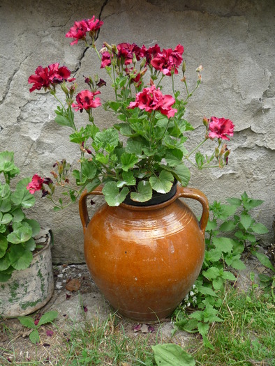 P1000274 - plante flori 2009