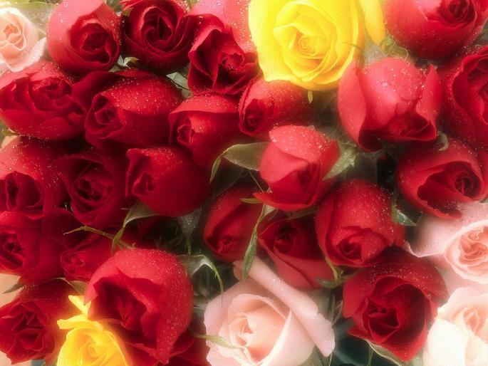 Frumosi Trandafir Poze Desktop Eugen