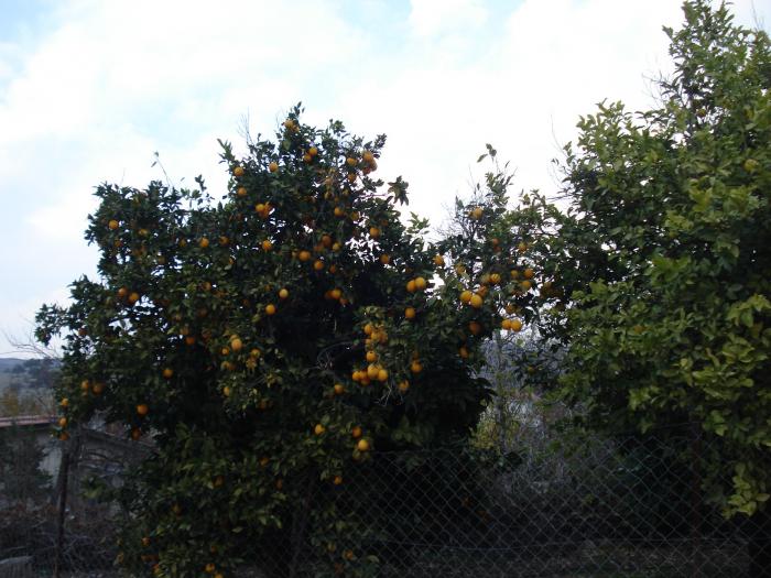 Picture 792; Troodos
