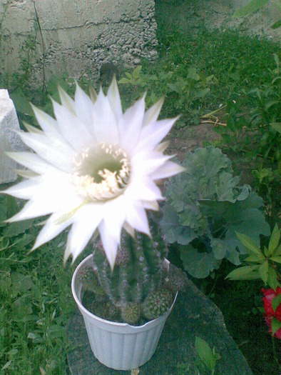 cactus inflorit - florile surorii mele