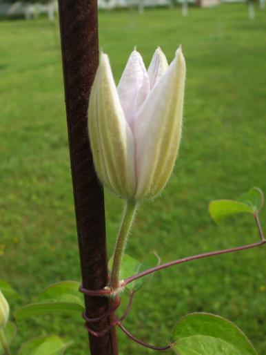 clematita