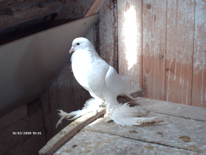 HPIM1759 - 6-gusati de pomerania-2009