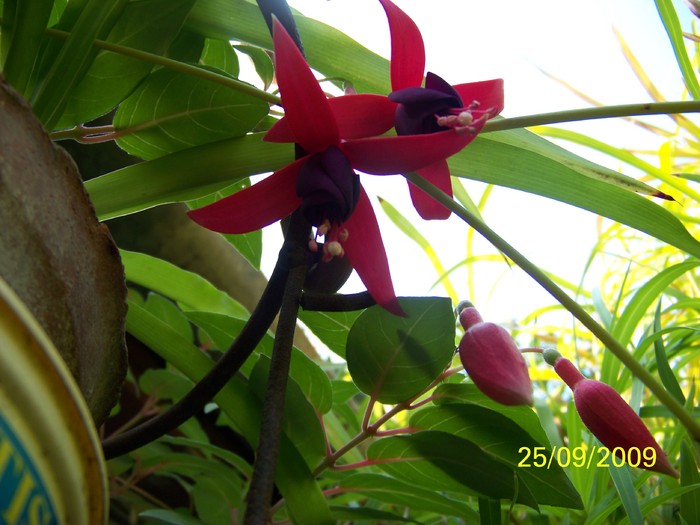 100_1938 - Toamna in curte  Timisoara