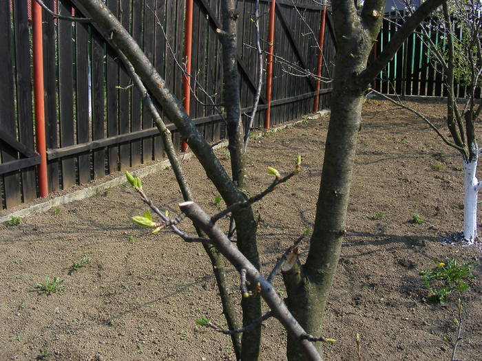 2009_04120086 - Aprilie 2009