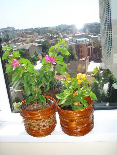 BOUGAINVILLEA - FLORILE MELE