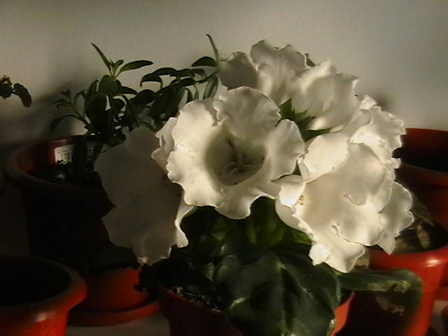 IMGA0068