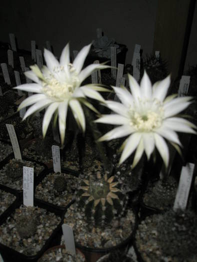 Turbinicarpus altoit pe Echinopsis