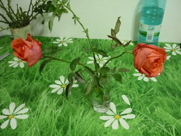 P1020086 - Trandafiri de la bunica