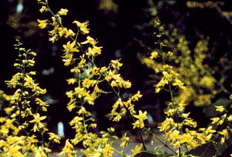 KOELREUTERIA PANICULATA.2jpg