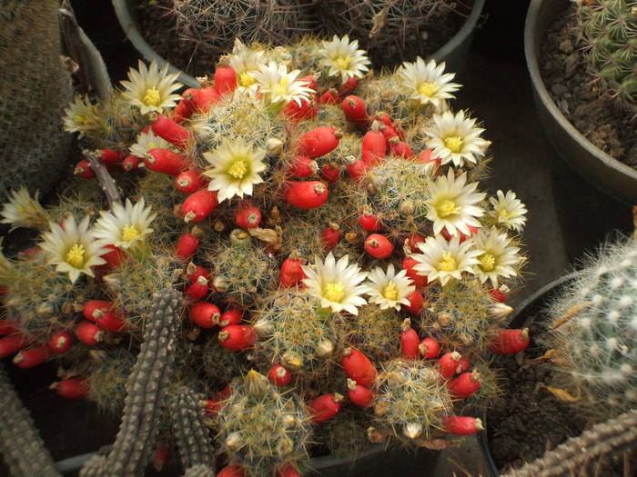 Mammilaria prolifera - colectia mea de cactusi