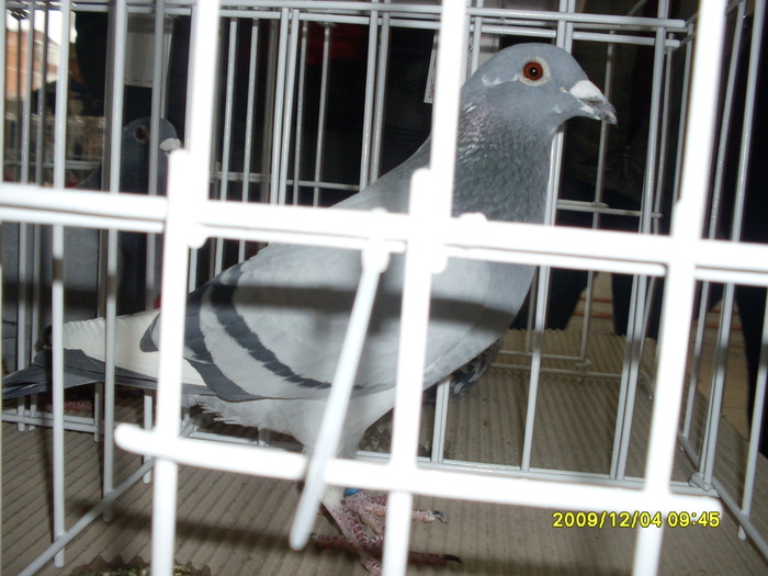 SDC11969 - expozitie deva 12-06-2009