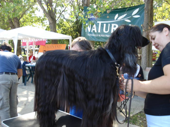 DSC07078 - 2007 EXPOZITIE CANINA