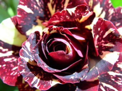 Copy of rose tachee - Trandafiri