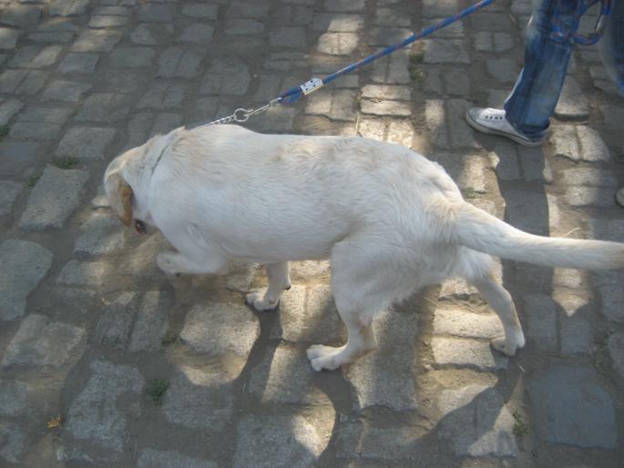 IMG_3339 - EXPO Tg Mures 2008