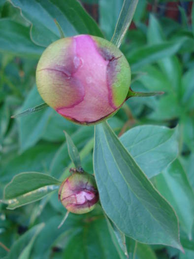 Chinese Peony (2009, May 09) - BUJORI_Peony Paeonia