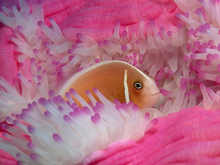 nature wallpapers (61)