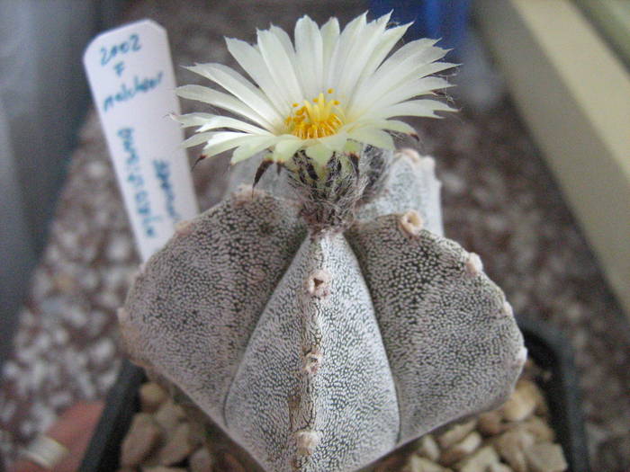 IMG_8422 - Astrophytum