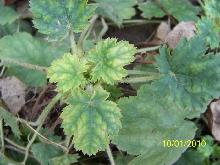 100_9001 - Cer Flori Pasari