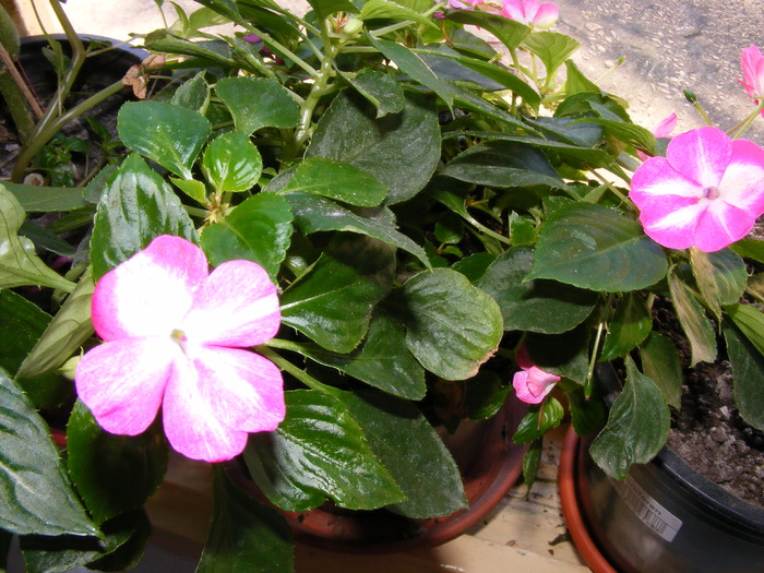 IMPATIENS