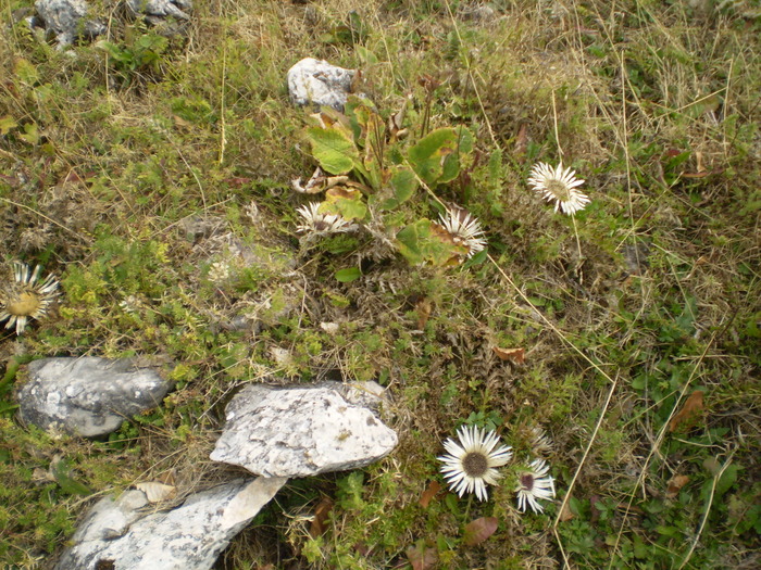 BUILA 13.09.2009 100; SUPERBE FLORILE DE MARACINI
