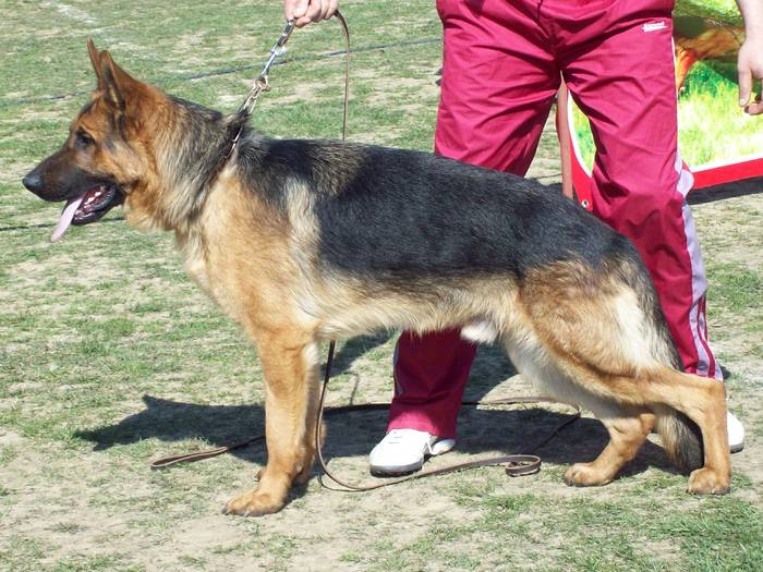 Odin fiu Pakros - Expo-Pitesti-28martie2009
