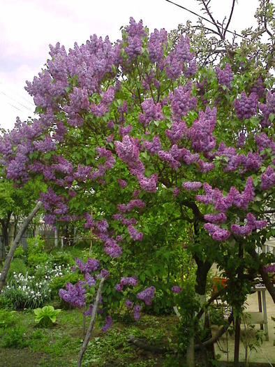 liliac - gradina mea