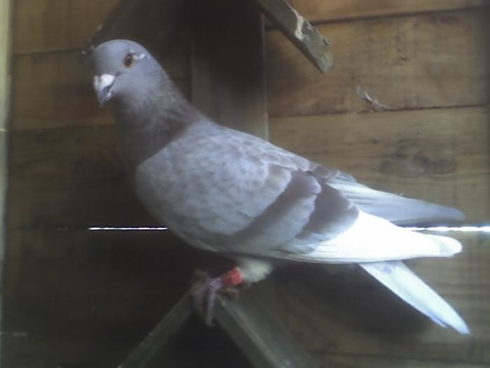 08-11-08_1208 - Porumbeii mei 2008