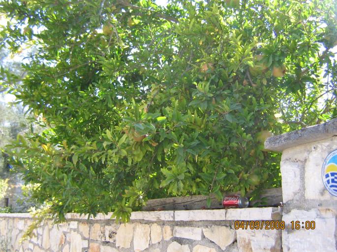 IMG_0202 - 2008 - corfu