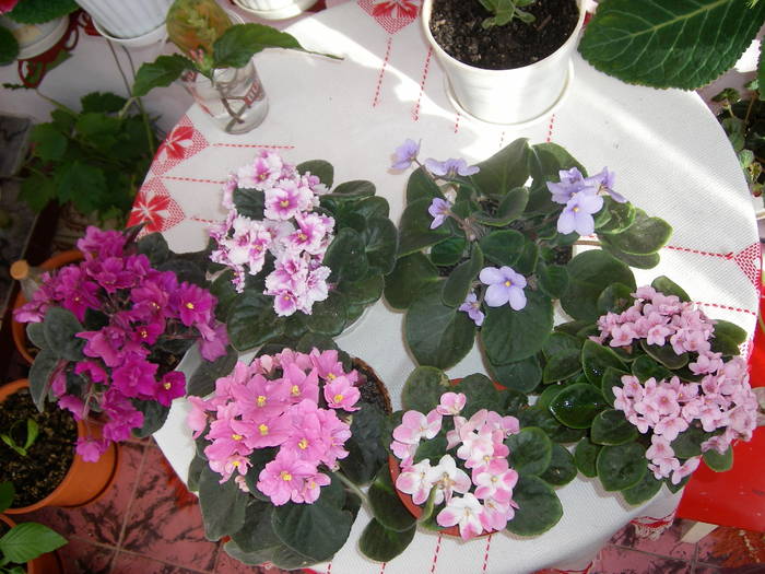 Violete de Parma - Flori - 2009