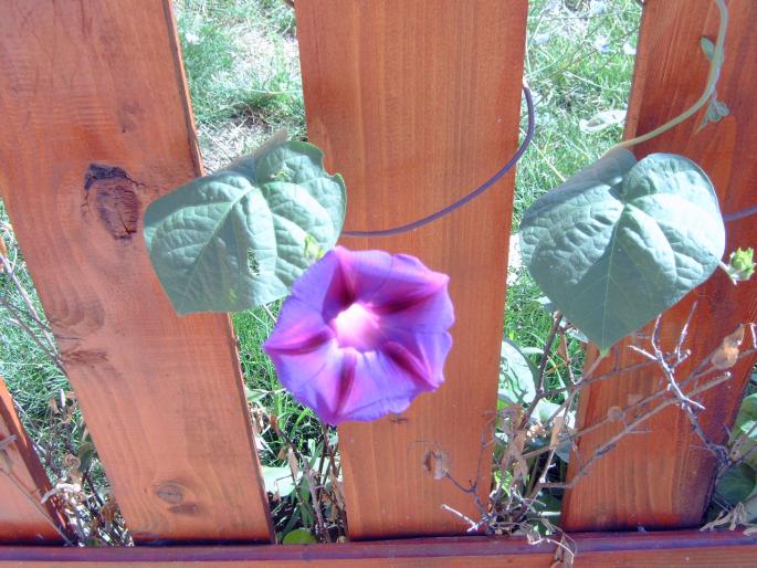 zorea - Plantele mele de terasa si exterior