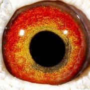 RUHABRHDBKZDFTWNNJM - OCHII PORUMBEILOR