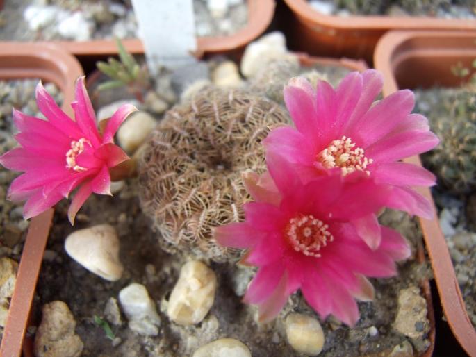 Sulcorebutia crispa