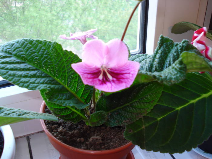 DSC03846 - STREPTOCARPUS 2009-2010