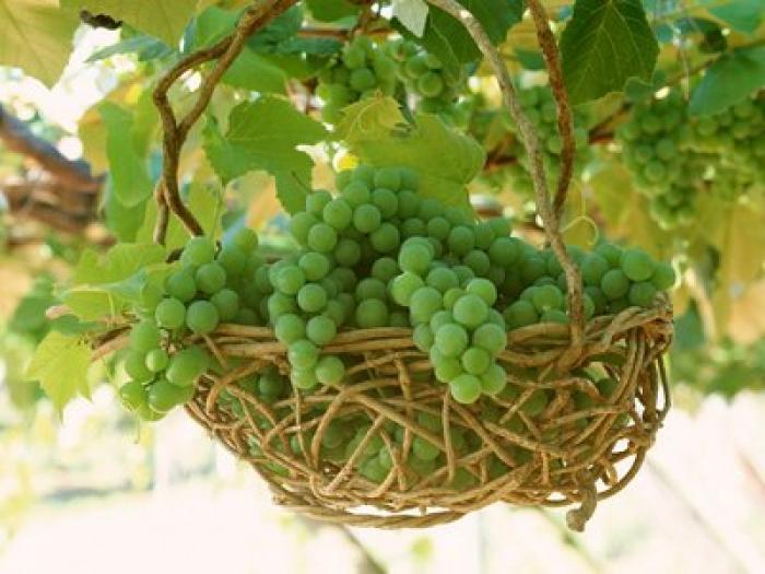 Green-Grapes-Vine-2-8M3O3W0ZFC-1024x768 - fructe