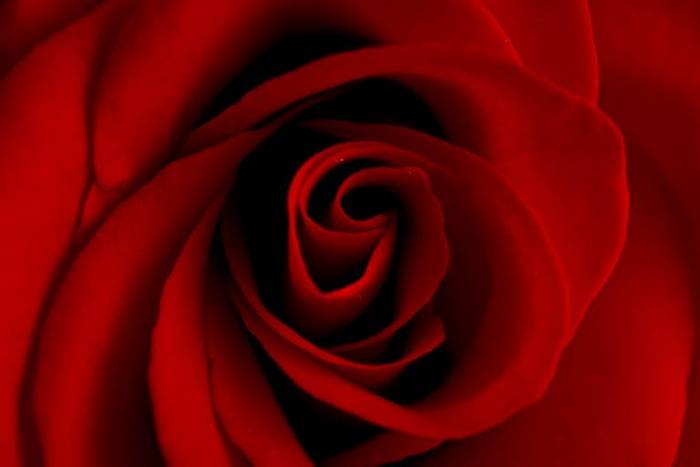 trandafir - miley cyrus