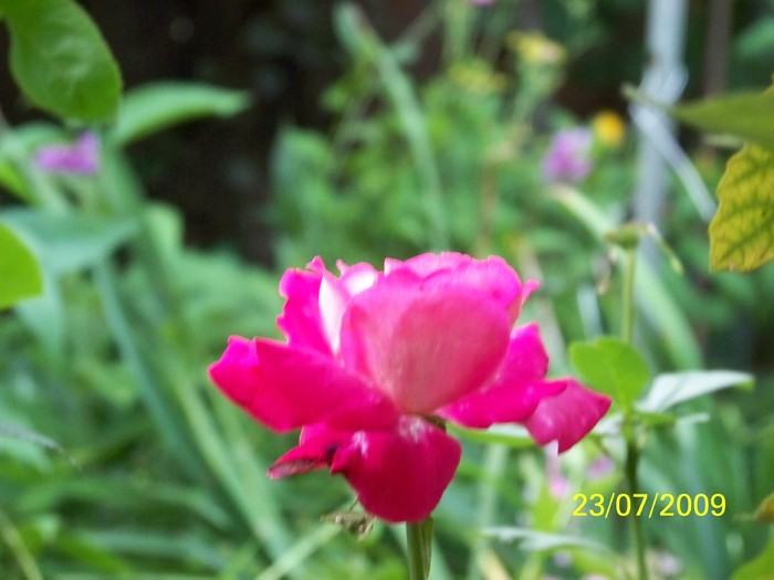 100_8528 - Iulie 2