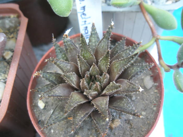 Haworthia magnifica v. meiringii - Haworthia 2009