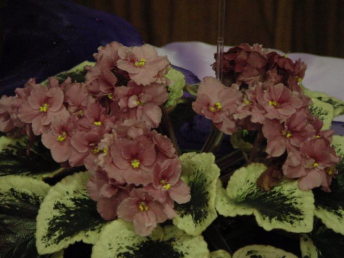 Chicago_Flair_2005avsa_2 - violete de pe net