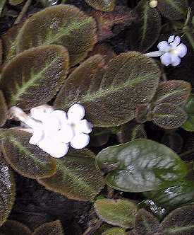 Episcia_lilacina - Episcia