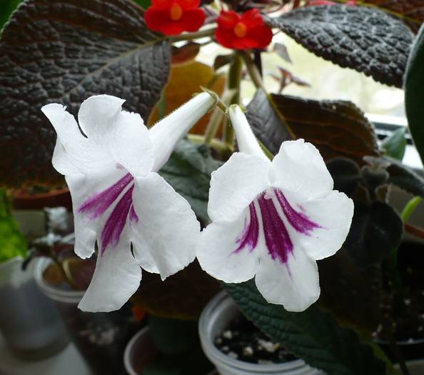 P1110076 - STREPTOCARPUSI