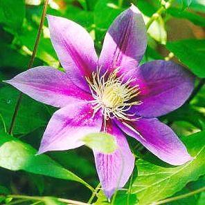 clematis[1]