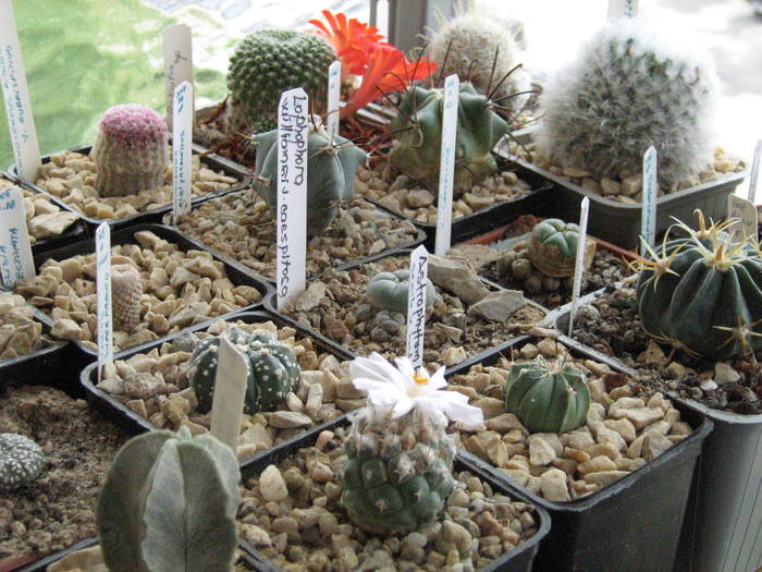 IMG_8462 - Cactusi 2009