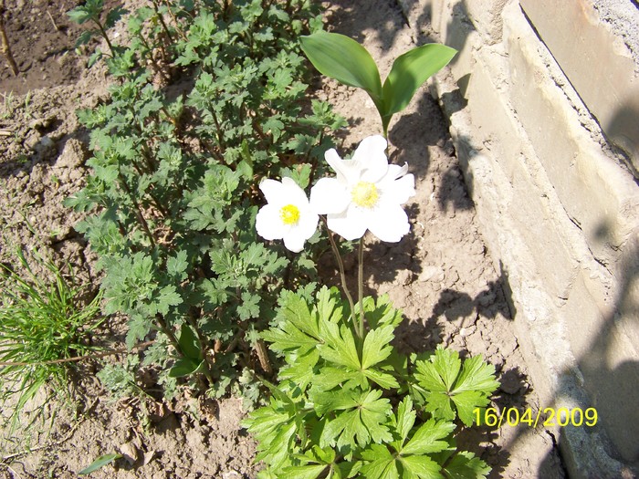 100_0575 - Primavara in curte  Timisoara