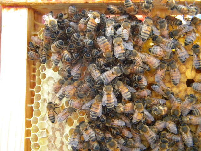 DSCN1801 - apicultorul francez