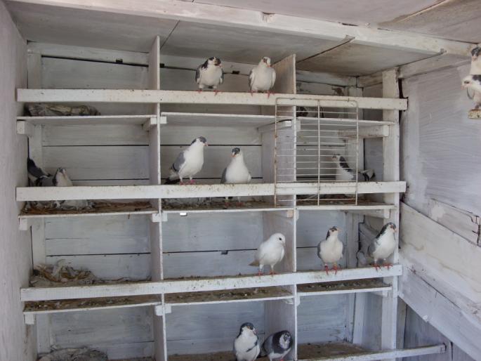 SN851806 - poze zburatorii