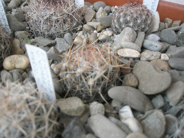 Escobaria vivipara - de la Fabian 16.01