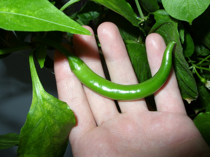 ardei iute; super iute crescuti in balcon dar arata ... povesti

