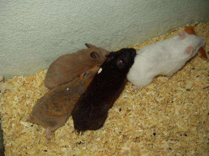 hamsteri colorati - poze hamsteri