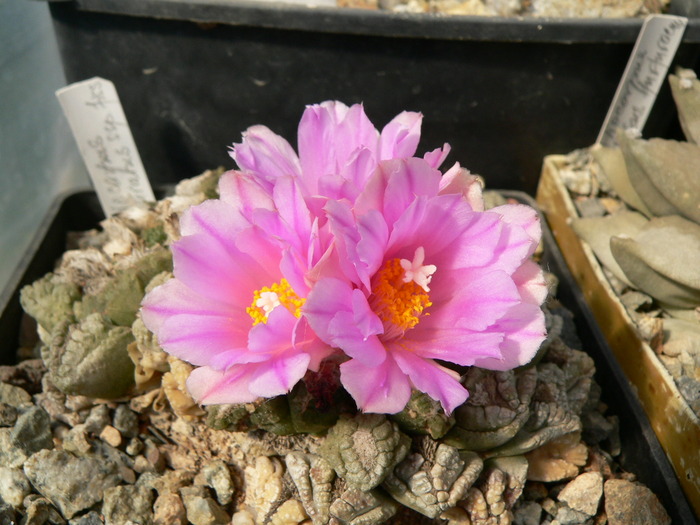 ariocarpus_fissuratus_bicefal - genul Ariocarpus