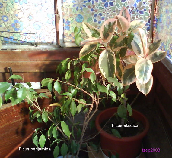 DSC00195 - Flori 2009